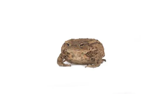 Hoptoad isolated on white background Stock Photos