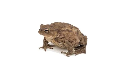 Hoptoad isolated on white background Stock Photos