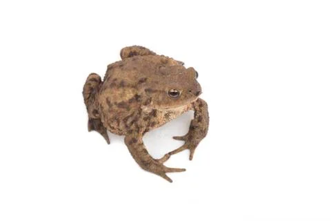 Hoptoad isolated on white background Stock Photos