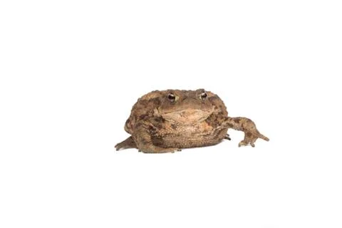 Hoptoad isolated on white background Stock Photos