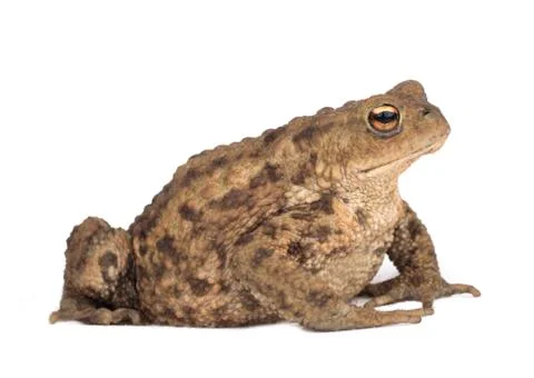 Hoptoad isolated on white background Stock Photos