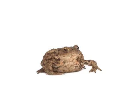 Hoptoad isolated on white background Stock Photos