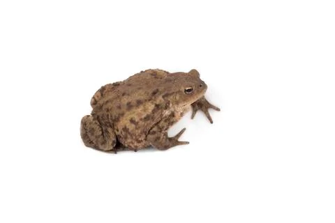 Hoptoad isolated on white background Stock Photos