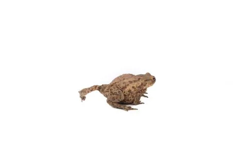 Hoptoad isolated on white background Stock Photos