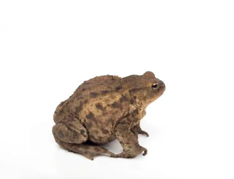 Hoptoad isolated on white studio background Stock Photos