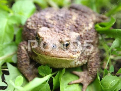 Hoptoad Stock Photos