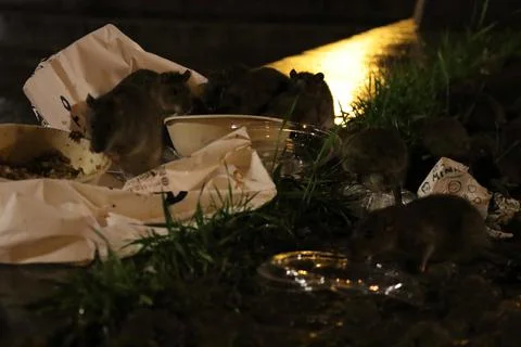 Horde de rats mangeant dans les poubelles Foto stock