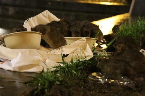 Horde de rats mangeant dans les poubelles Foto stock