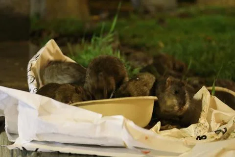 Horde de rats mangeant dans les poubelles 스톡 사진