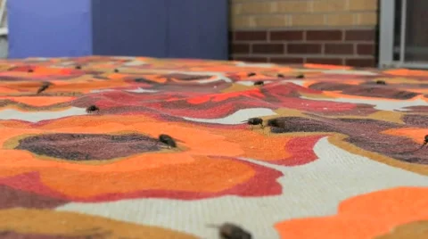 Horde of flies fly crawling on ugly 70's style table cloth. pest control Stock Footage 42470556