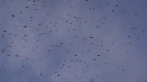 Horde of mosquitoes. Slow motion 스톡 동영상 54895042