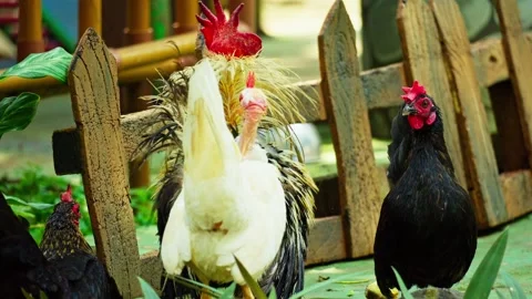 A horde of running chickens 10 bit 4k 60fps Stock Footage 269558408