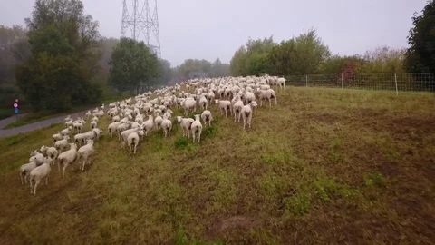 Horde sheep on the edge of a dike. Stockbeeldmateriaal 80823103