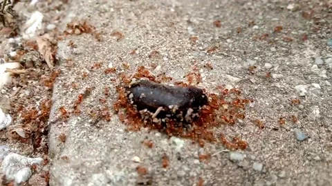 Hordes of red ants attack the slug Video stock 289522583