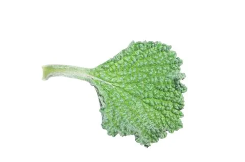 Horehound herb leaf Foto stock