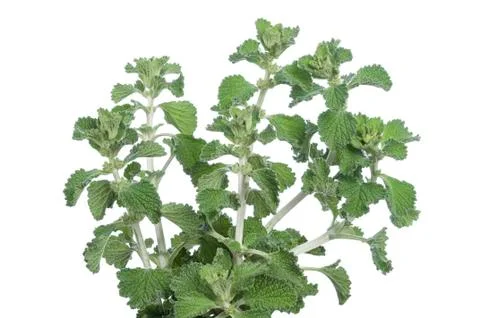 Horehound herb Stock Photos