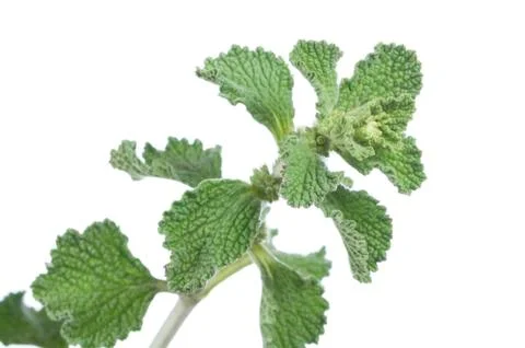 Horehound herb Stock Photos