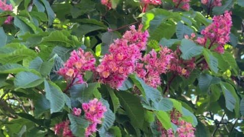 Horese chestnut blossoms Stock Footage 276861696