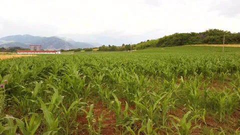 Horisti Fields Pan4 Stock Footage 132699370