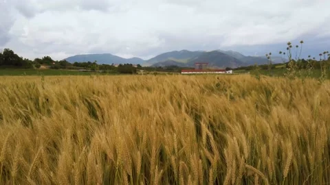 Horisti Fields Reveal3 Stock Footage 132699144