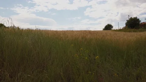 Horisti Fields Steady Stock Footage 132699293