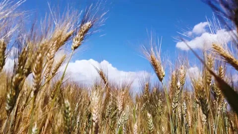 Horisti Grain Background Stock Footage 133761389