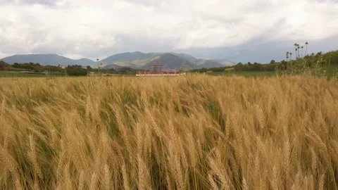 Horisti Grain Stock Footage 133219930