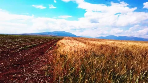 Horisti Grain steady3 Stock Footage 133760375