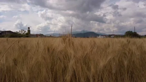 Horisti Grain2 Stock Footage 133219954