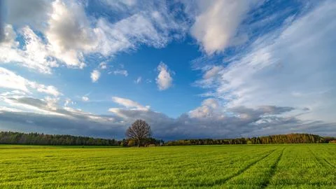 Horizon in countryside fields, cloudy spring, lonely tree. Foto stock