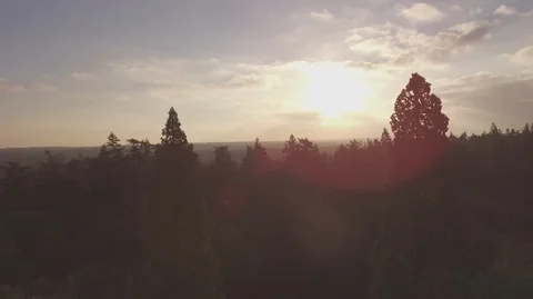 Horizon Lens Flare Between 2 Giant Trees Video stock 100890036