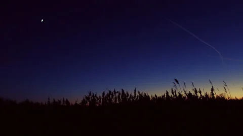 Horizon. Night. Moon. Wind. Cane. Stock Footage 60256334