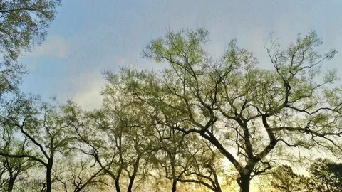 Horizon to Spring trees Stock Footage 106258068