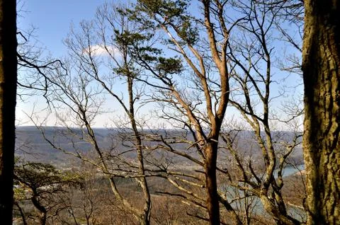 Horizon through the trees Fotos de archivo