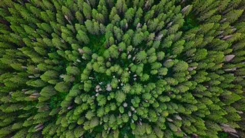 Horizonless Evergreen Coniferous Forest. Aerial Top View from Above Stock Footage