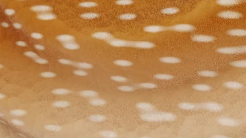Horizontal 3d abstract deer animal fur pattern banner template copyspace loop Stock Footage 327791793