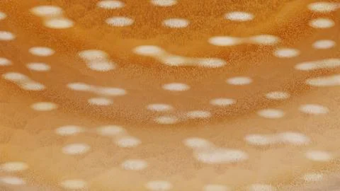 Horizontal 3d abstract deer animal fur pattern banner template copyspace spots Stock Illustration