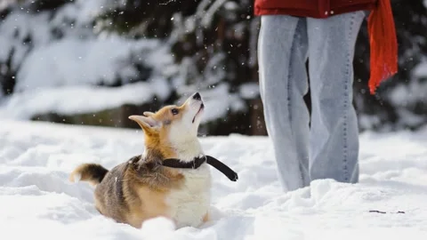 Horizontal 4K slow motion video of welsh corgi training in snowy park, catchi Stock Footage 327239313