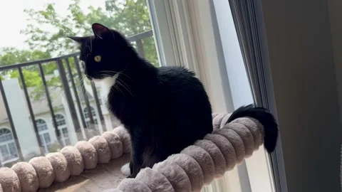 Horizontal 4K video of a black cat sitting on a cozy window-mounted bed Stockbeeldmateriaal 342337115