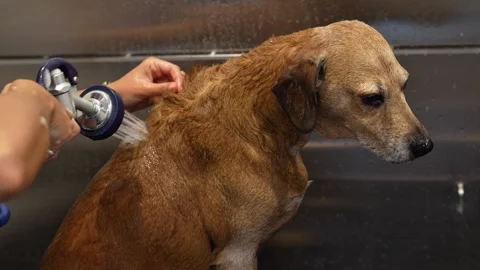 Horizontal 4K video of a brown dog receiving a flea treatment bath Stock Footage 342078953