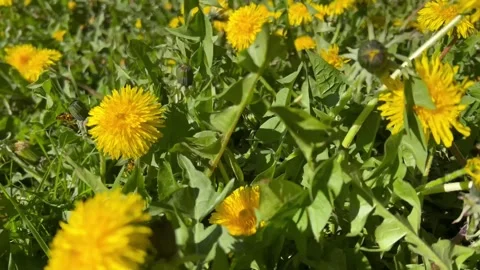 Horizontal 4K video. Camera moves across yellow dandelion flowers Video stock 274355985