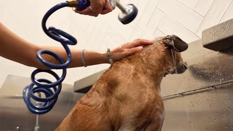 Horizontal 4K video of a dog being rinsed with water in a grooming salon Stock Footage 342078332