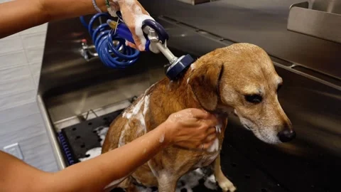Horizontal 4K video of a dog being washed in a grooming salon Stock Footage 342078530