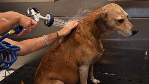 Horizontal 4K video of female hands washing a brown dog Stock Footage 342078985