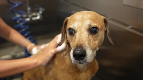 Horizontal 4K video of a happy brown dog enjoying a bath Stock Footage 342078378