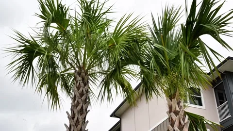 Horizontal 4K video of tall Florida palm trees swaying in the wind against sky Stock Footage 342078865