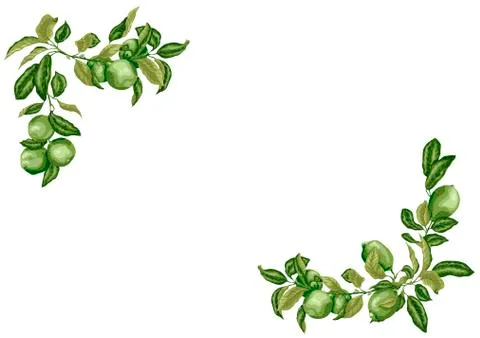 Horizontal A4  Frame with lime and lemon branches in olive green colors on wh Stock Illustration