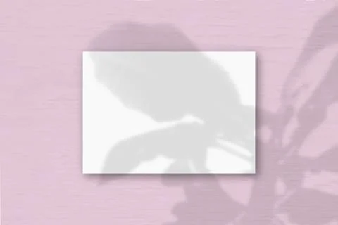 A horizontal A4 sheet of white textured paper on the pink wall background. Mo Stock Illustration