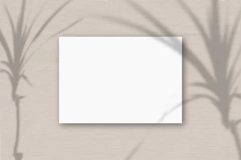 A horizontal A4 sheet of white textured paper on the pink gray wall backgroun Stock Illustration