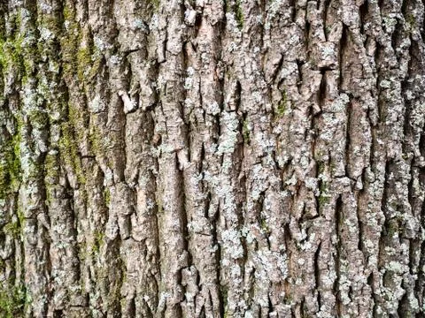 Horizontal background - bark of old maple tree Stock Photos